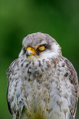 Amur falcon 