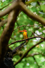 Kingfisher 