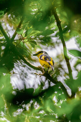Orange Minivet