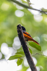 Orange Minivet