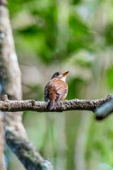 Brown flycatcher 