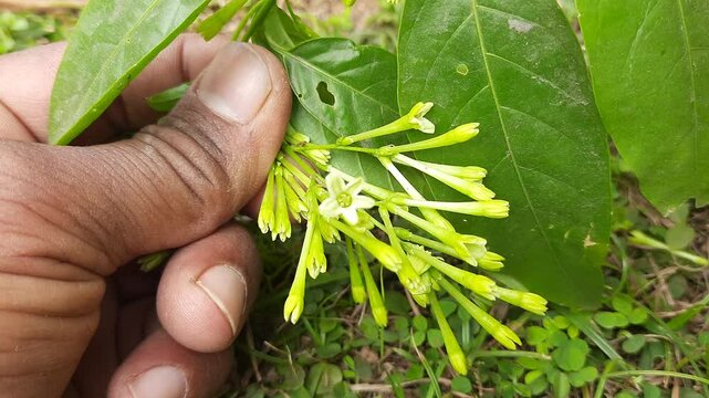 Night blooming jasmine flower. lts other names&nbsp;lady of the night flower, Cestrum nocturnum flower, night-blooming jessamine,&nbsp;night scented jessamine,&nbsp;night-scented cestrum and&nbsp;poisonberry flowers.