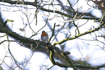 adorable robin on a tree, orange-breasted robin on a branch, Erithacus rubecula on a tree with blue background, songbird in autumn
