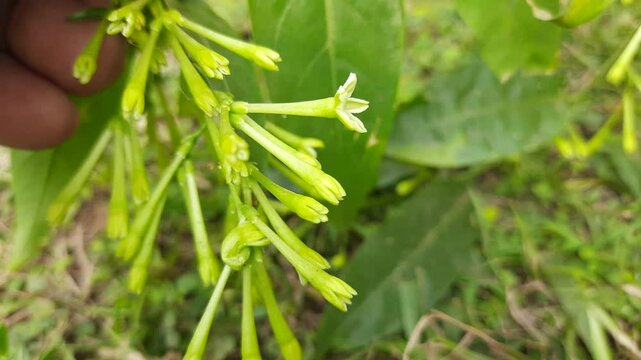 Night blooming jasmine flower. lts other names&nbsp;lady of the night flower, Cestrum nocturnum flower, night-blooming jessamine,&nbsp;night scented jessamine,&nbsp;night-scented cestrum and&nbsp;poisonberry flowers.