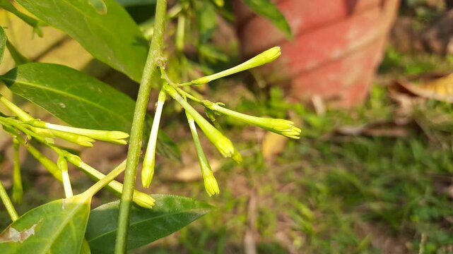Night blooming jasmine flower. lts other names&nbsp;lady of the night flower, Cestrum nocturnum flower, night-blooming jessamine,&nbsp;night scented jessamine,&nbsp;night-scented cestrum and&nbsp;poisonberry flowers.