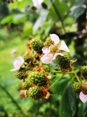Photo Of a Green Blackberry With Flowers