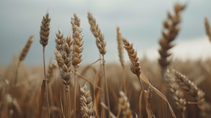 Fototapeta premium Ukraine wheat field with sunlit golden grains, rural country view