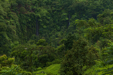 Hidden Waterfalls in the Dense Tropical Jungle