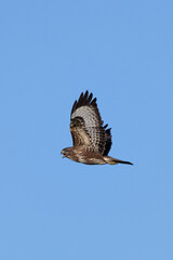 Common Buzzard (Buteo buteo), spotted over Baldoyle Racecourse, Dublin; common in Europe.