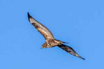 Common Buzzard (Buteo buteo), spotted over Baldoyle Racecourse, Dublin; common in Europe.