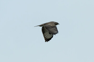 Common Buzzard (Buteo buteo), spotted over Baldoyle Racecourse, Dublin; common in Europe.