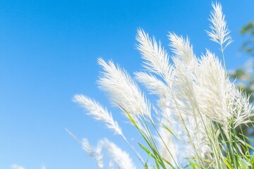 A close-up of white grasses against a clear blue sky.