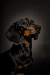 black and brown teckel looking