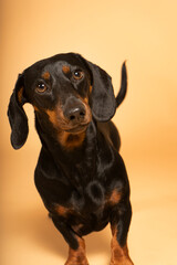 black and brown teckel looking