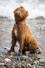 Spanish Water Dog in a beach
