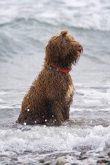 Spanish Water Dog in a beach
