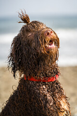 Spanish Water Dog in a beach