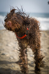 Spanish Water Dog in a beach