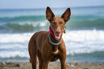 hound dog in a beach