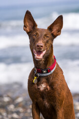 hound dog in a beach