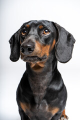 black teckel on white background