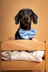 black teckel with bow tie in a bed