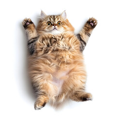 Obraz premium Top view of a cute Persian cat showing his belly. White background. Studio shooting.
