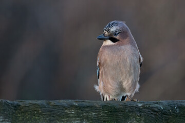 Jay (Garrulus glandarius) in late afternoon winter sun