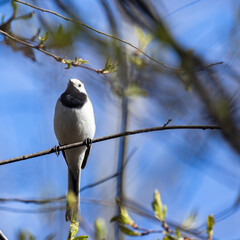 Little Bird sits on the tree branch on a spring day, square photography