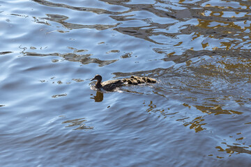 The mallard, a dabbling duck with ducklings float on water.