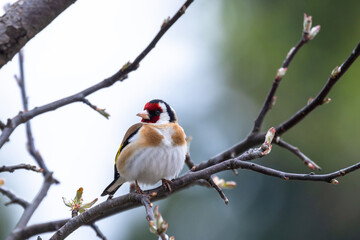 Colorful little bird is on the tree branch. The European goldfinch