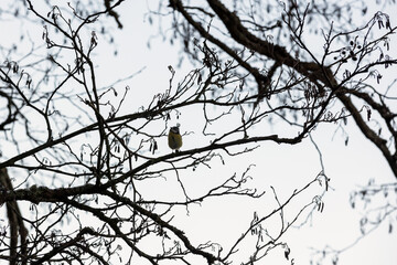 Little bird is on the branch under bright sky, silhouette photography