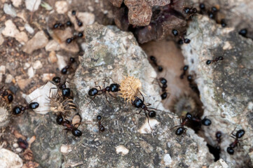 Carpenter ants, Camponotus spp, collecting leaves and grasses to take back to the nest, Milna, Brac Island, Croatia