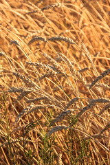 A field of wheat is shown in the foreground and background