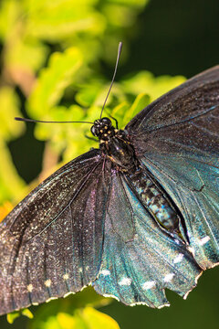 A butterfly with a black body and blue wings is flying over a green bush