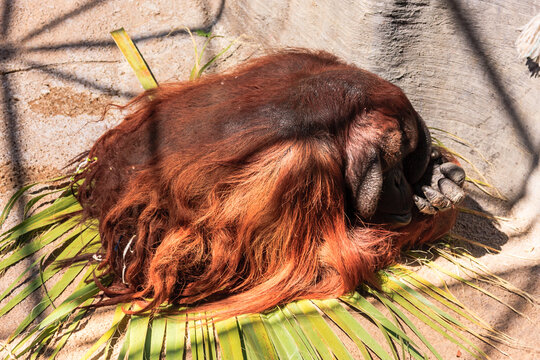 A large orangutan is laying on a leafy plant