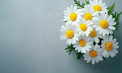 Fototapeta premium Fresh Chamomile Flowers Isolated on a Light Gray Background