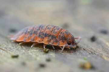 Closeup on an abnormal orange colored Rough woodlouse, Porcellio scaber