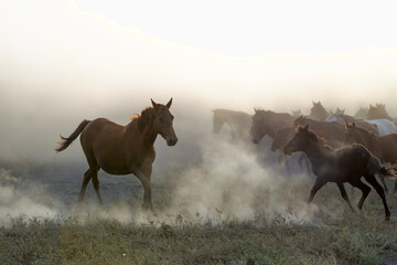 Horses_1