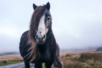 Welsh black pony by the road