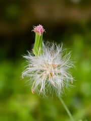dandelion in the garden
