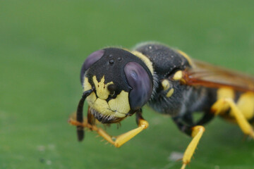 Closeup on a square headed wasp, the European beewolf Philanthus triangulum a specialist predator on honeybees