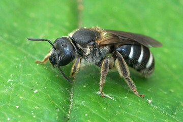 Closeup on a large endangered female furrow bee, Lasioglossum majus on a green leaf