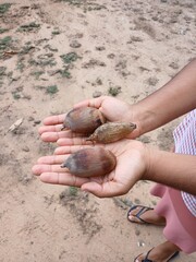 Three long, juicy coconuts