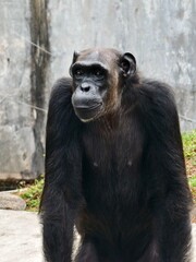 chimpanzee 