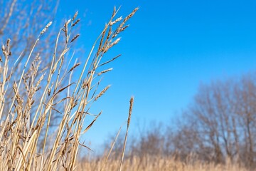 Fototapeta premium A close-up of tall grasses against a clear blue sky.