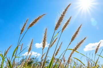Obraz premium Tall grass swaying under a bright blue sky with sunlight.
