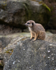 Cute funny, curious western meerkat. Small social mammals known for their upright posture and curious nature
