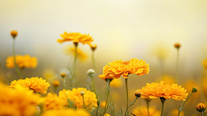 yellow flowers in the field