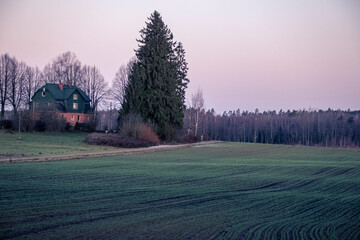 green agricultural field in autumn, bir spruce tree and house on the hill